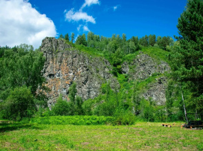 Таежник
