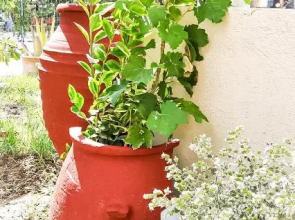 Yucca Studio, beautiful apartment with garden