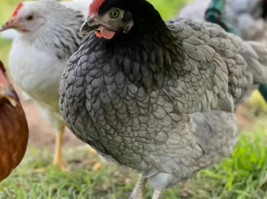 Valentia View (Adults Only)