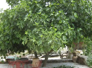 Cortijo Las Palmeras