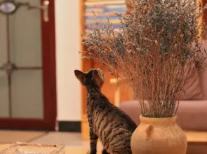 Cloud and Snow Boutique Inn