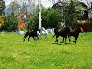 Penzión Monty Ranch