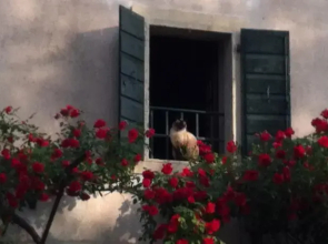 Bed and Breakfast Giardino Mezzavilla