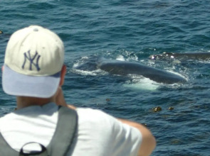 Misty Waves Boutique Hotel