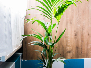 Elegant Hostel  Apartments