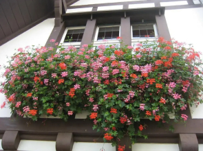 Boutique Hotel Waldhaus