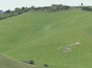 Il pollice verde