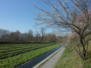 Sehongarten Omi