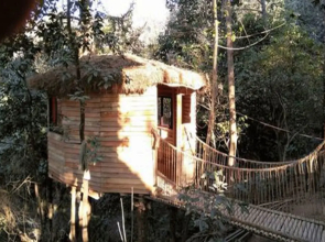 Bunjungle Adventures