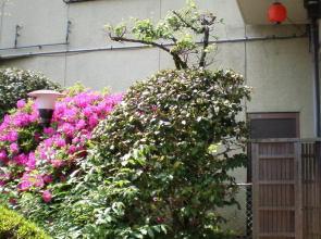 Uetoh Ryokan