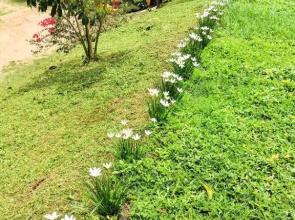 Guddadamane Homestay