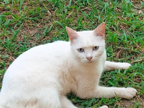 Bamboo Hut Bungalow - Adults Only