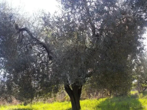 Stella e il Grillo