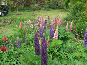 Pinot Lodge