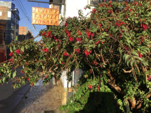 Posada Junco Y Capuli