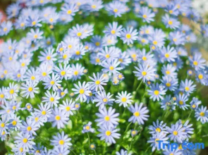 Tinghua Island Garden Resort