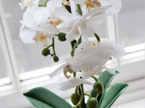 The Queensdale - yourapartment