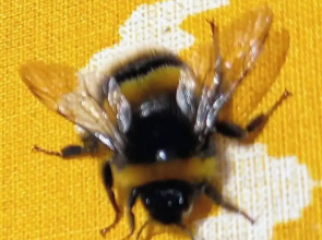 The Hive on the River Bank