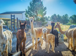The Farmhouse at Grand Valley Getaway w/ Alpacas!