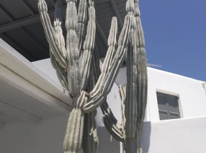 Rosemary Suites And More