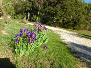 Vaugines Lourmarin