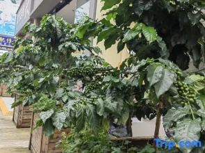 Xiyin Coffee Hotel (Baoshan High-speed Railway Station)