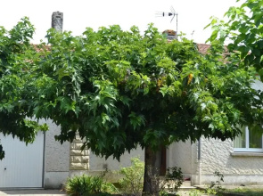 Maison dans Lotissement