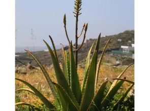 Casa Rural La Vista Tenerife