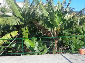 Cantinho Das Bananas