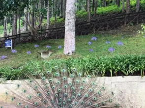 Fazenda Monte Verde Golf & Resort