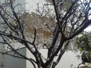 Apartments Savić