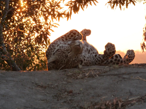 Leopard Mountain Safari Lodge