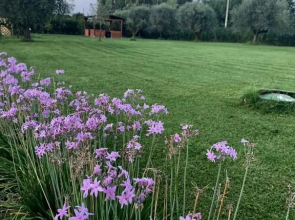 La Rosa del lago