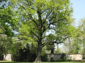Storica Quercia B&B