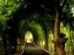 Lemon Tree Wildlife Resort, Bandhavgarh