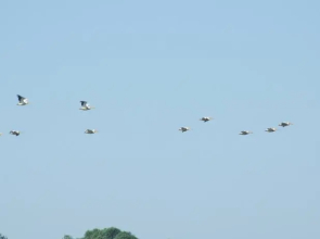 Andrea - Duna Delta Tours