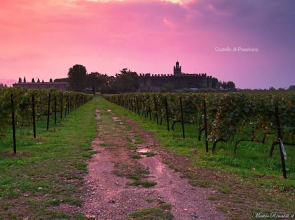 Wine & Lake In Franciacorta