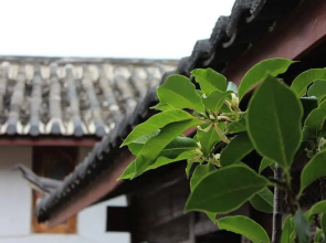 Carnation Inn - Lijiang
