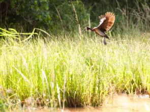  Ubizane Wildlife Reserve Safari Lodge & Tree Lodge