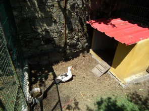 Casa Rosinha Maior