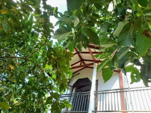 Homestay 24