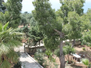 Sarparea