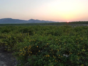 Casa Veran at La Finca Golf