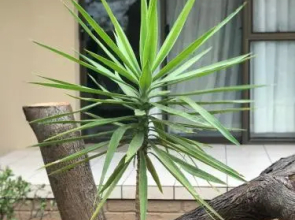 The Arches Guest House