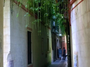 Calle verde 9