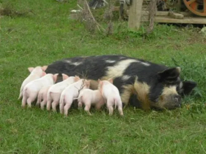 Waitomo Farmstay