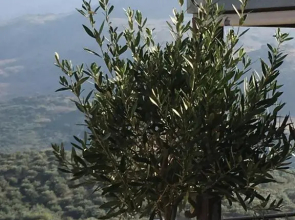 Marjoram - Morfi Village
