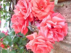 Rosa's BB