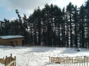 Junglee Camps & Resort