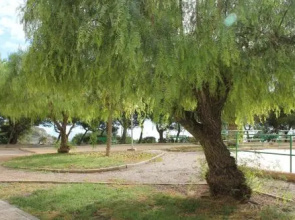 Sainvi 39c
